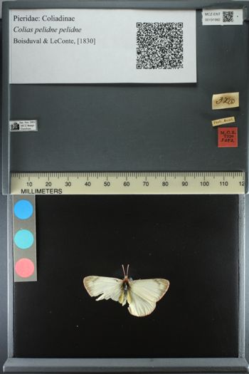 Media type: image;   Entomology 191982